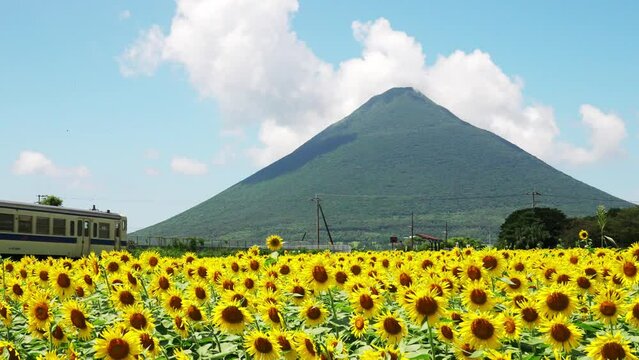 満開の向日葵が咲く西大山駅に到着する列車