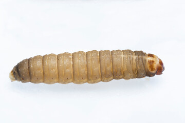The greater wax moth Galleria mellonella