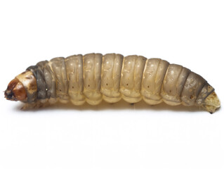 The greater wax moth Galleria mellonella