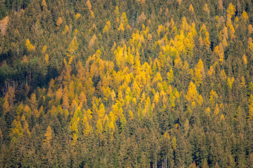 Fototapeta premium autumn leaves on a mountain