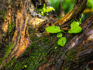 Tropical forest moss background spot on tree growing from puerto rico