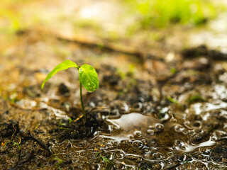 Little green plant with 2 leaf growing with wet dirt around from puerto rico forest