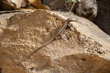 Small lizard on a rock