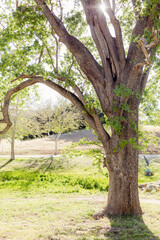 Fototapeta na wymiar oak tree