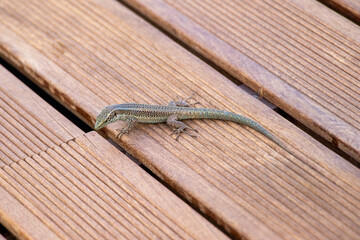 Small lizard on the wooden panels