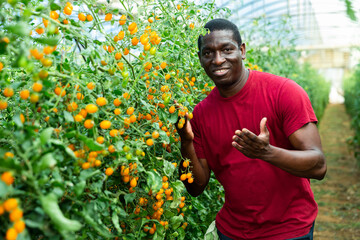 Naklejka na ściany i meble Experienced african american grower engaged in cultivation of organic vegetables, checking crop of yellow grape tomatoes in greenhouse