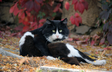 Fototapety na wymiar - Fototapeta24.pl