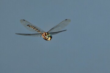 Closeup of a dragonfly flying in the blue sky