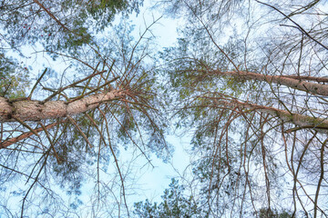 Pine trees in rime on a clear winter day.