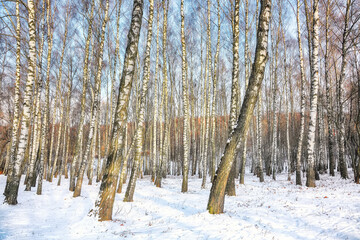 Frozen birch forest landscape.