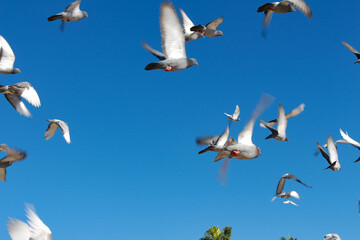 flock of seagulls