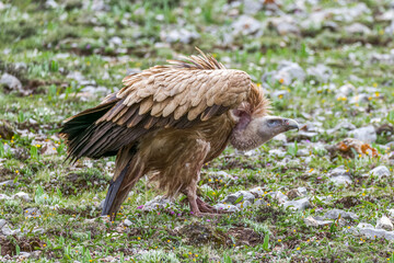 The cinereous vulture in Qinghai-Tibet Plateau of Chhina.