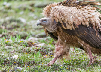 The cinereous vulture in Qinghai-Tibet Plateau of Chhina.