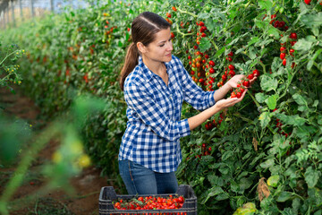 Female grower engaged in cultivation of organic vegetables, harvesting crop of ripe red grape tomatoes in greenhouse