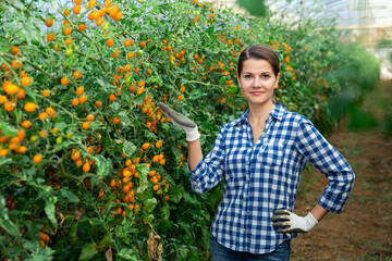 Portrait of successful confident female grower in greenhouse near bushes of ripe yellow grape tomatoes
