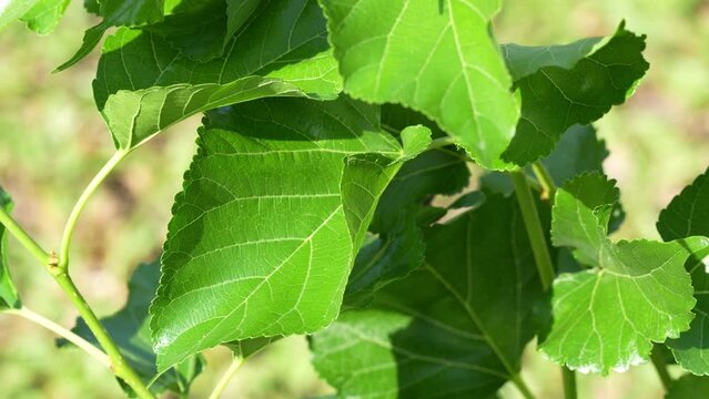 Fresh mulberry leaves for making tea leaves or raising silkworms on mulbeerry tree.