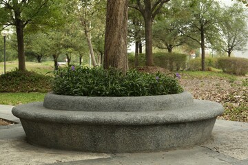 Beautiful flowerbed with plants in park on sunny day