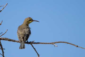 Cape Sugarbird perched against blue sky