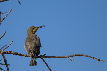 Cape Sugarbird perched against blue sky