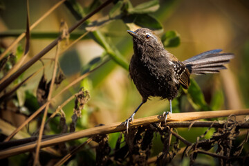Bicudinho-do-brejo-paulista (Macho)