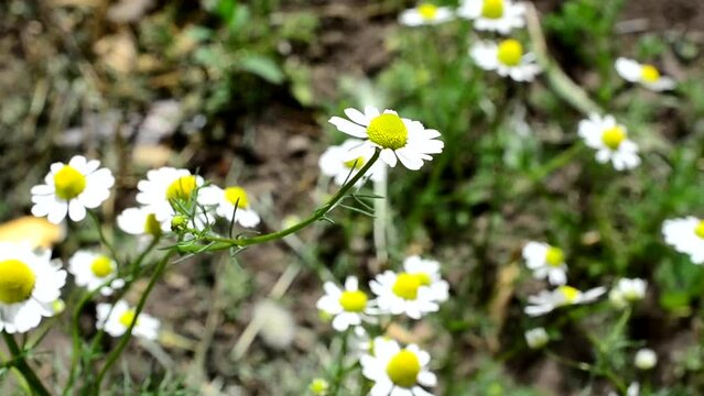 Pharmaceutical camomile. Camomile in the spring