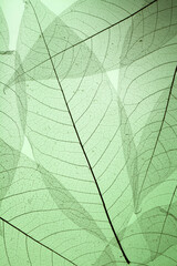 Naklejka na ściany i meble veins texture of leaves on green background.