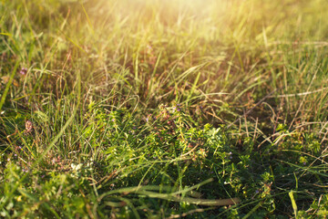 Thyme flowers on the meadow.Sunny day in autumn.