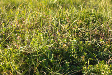 Thyme flowers on the meadow.Sunny day in autumn.