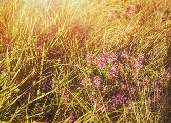 Thyme flowers on the meadow.Sunny day in autumn.