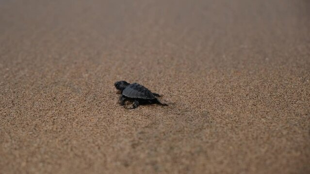 A small sea turtle runs towards the sea, quickly flipping its fins in its first minutes of life. It is washed away by the sea wave, taking it to its native element.