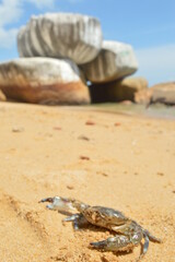 A crab in Samudera Indah Beach, Singkawang, West Borneo, Indonesia, with beautiful monolith big stones and rocks view, a peaceful and wild nature for you to hideaway 