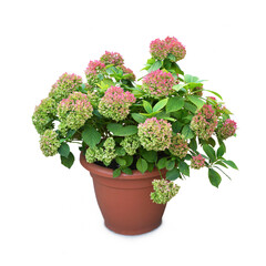 Potted hydrangea flower plant in autumn isolated on white background