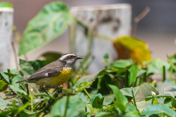 Bananaquit on a branch