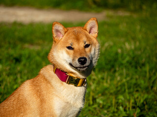 Shiba Inu plays on the dog playground in the park. Cute dog of shiba inu breed walking at nature in summer. walking outside. 