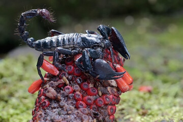 An Asian forest scorpion is hunting for prey in the weft of an anthurium fruit. This stinging...