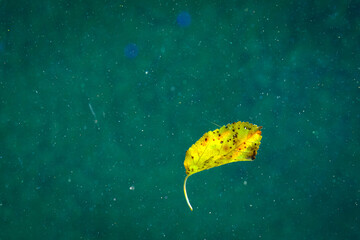 Fototapeta na wymiar Yellow Leaf Floating in the Water
