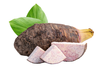 Taro or Colocasia esculenta and slice isolated on white background