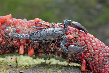 An Asian forest scorpion is hunting for prey in the weft of an anthurium fruit. This stinging...