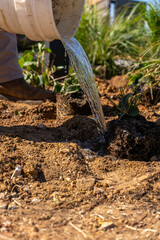 Landscaping Landscaper Planting