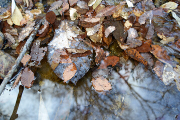 里山の冬景色　広葉樹林の水たまりの落ち葉