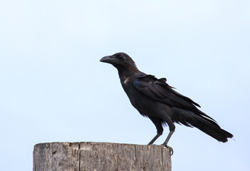 A crow is standing on a log looking for food.