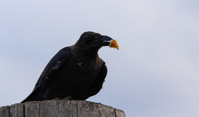A crow stands on a log and eats food.