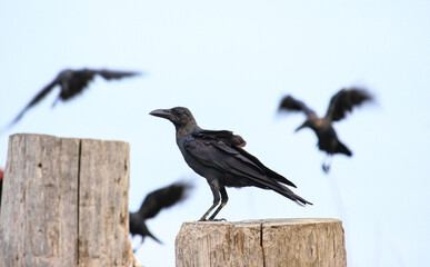 A crow is standing on a log looking for food.