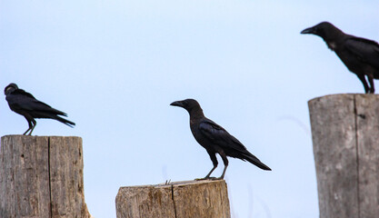 Crows are standing on a log looking for food.