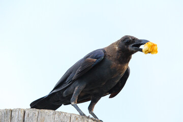 A crow stands on a wood and eat food.