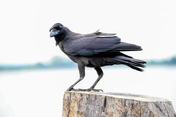 A crow stands on a wood looking for food.