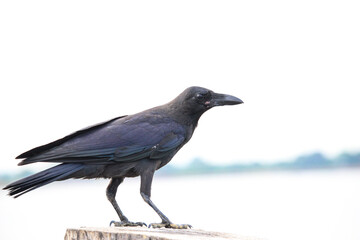 A crow stands on a wood and looking for food.