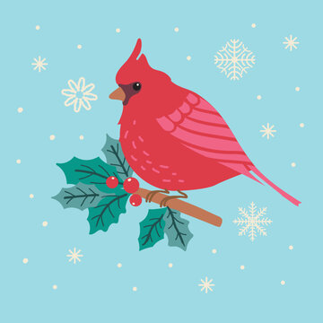 Red cardinal bird on holly branch. Vector illustration. 