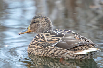 ducks on the lake 2021 in winter