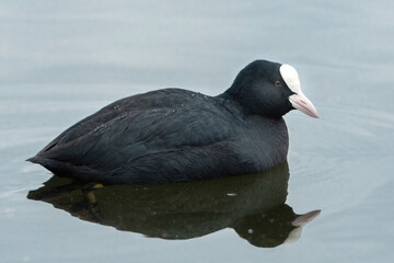 ducks on the lake 2021 in winter